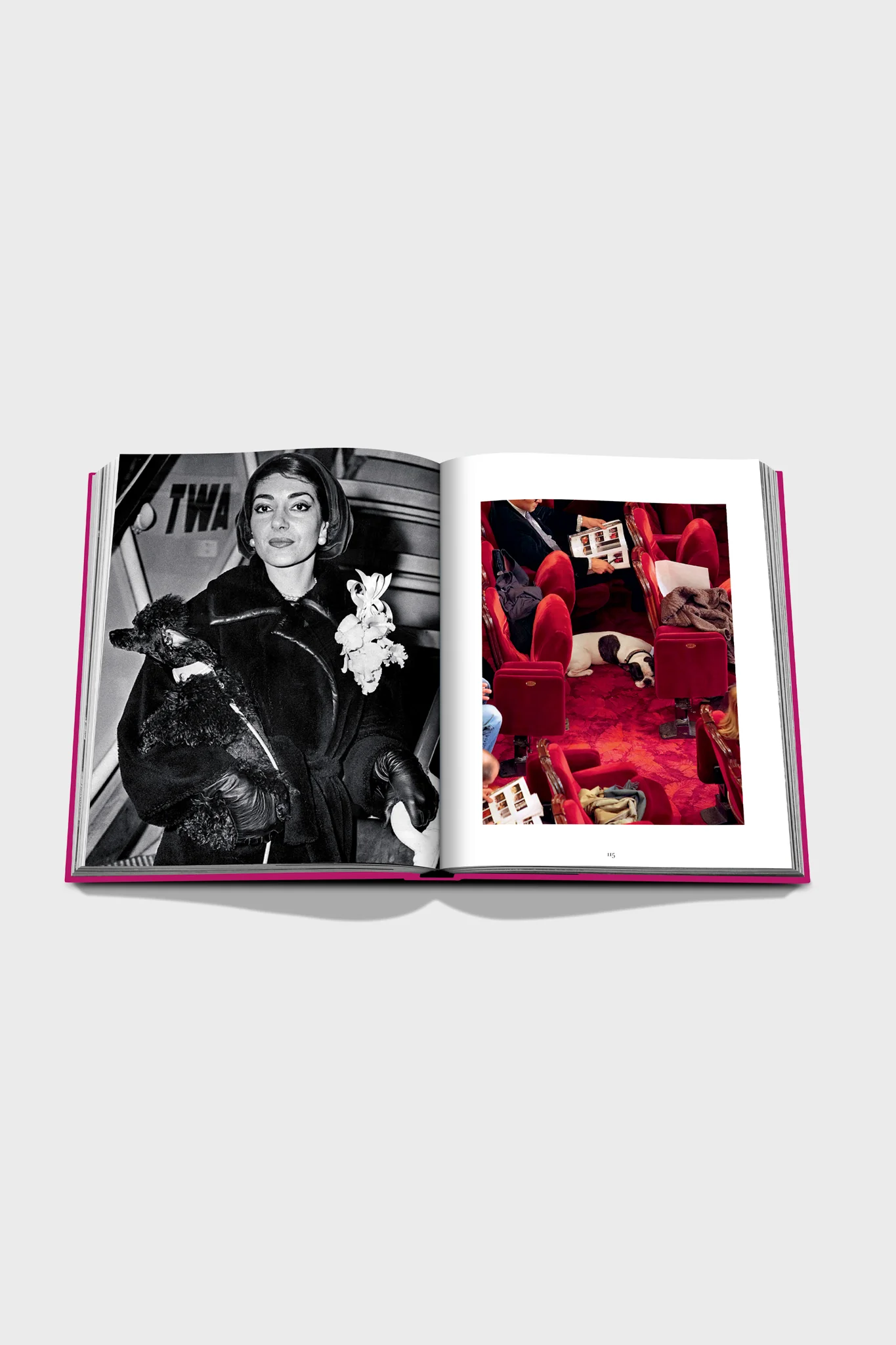 Chic Dogs - Image 4