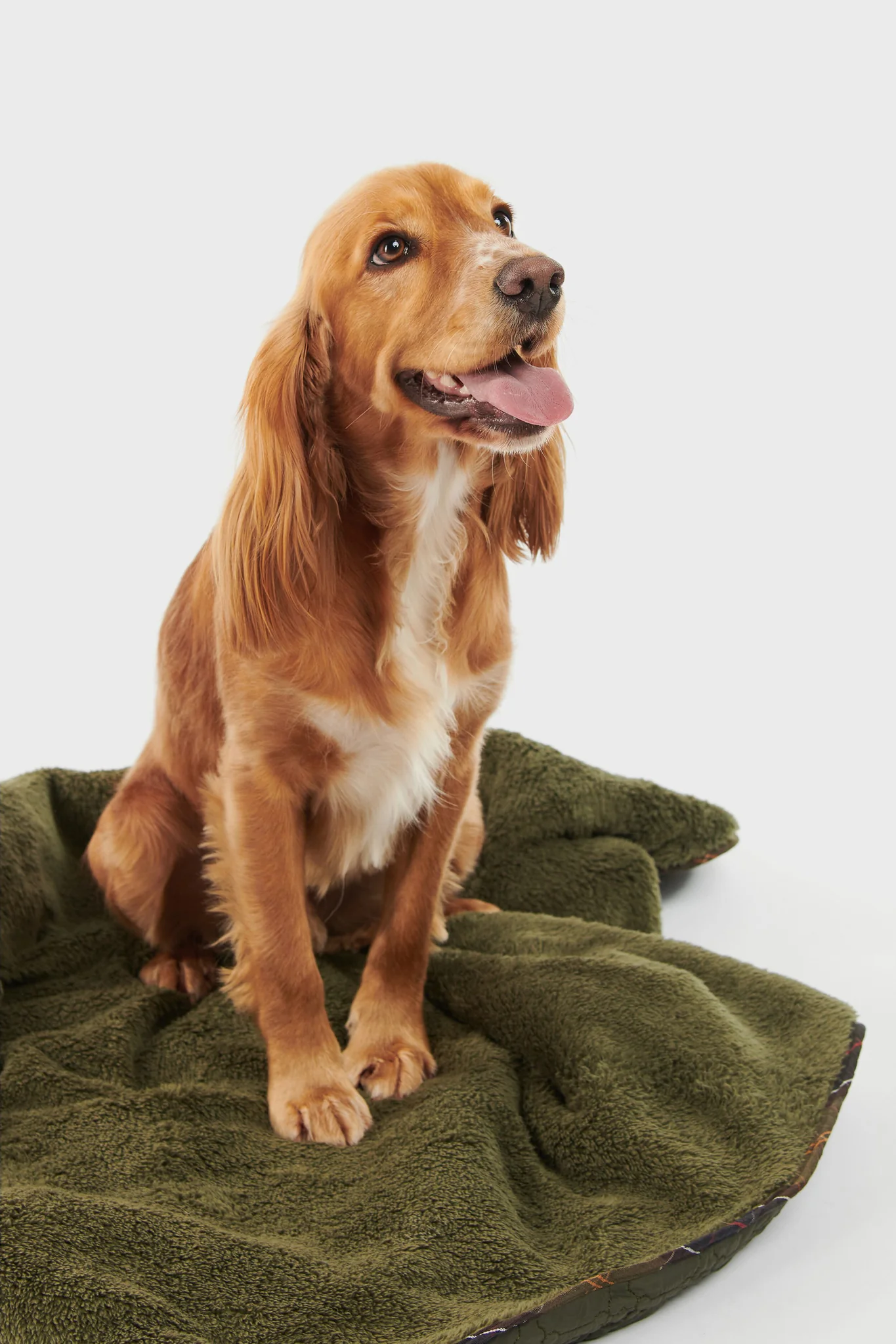Dark Olive Dog Bone Quilted Blanket - Image 3