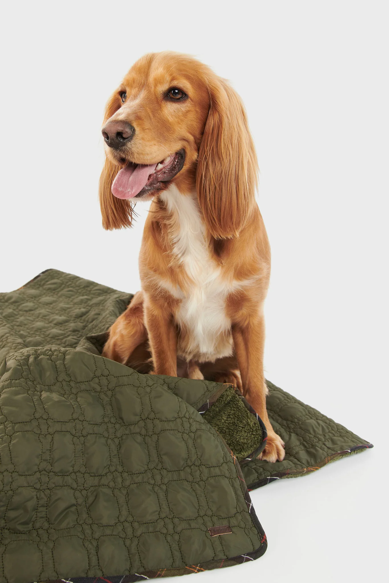 Dark Olive Dog Bone Quilted Blanket - Image 7