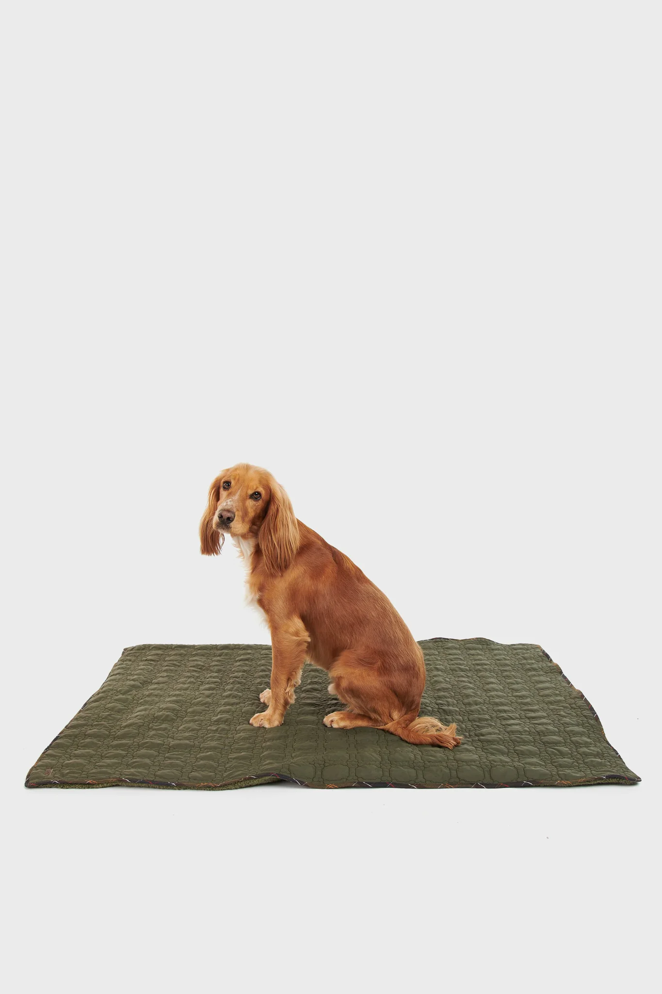 Dark Olive Dog Bone Quilted Blanket - Image 8