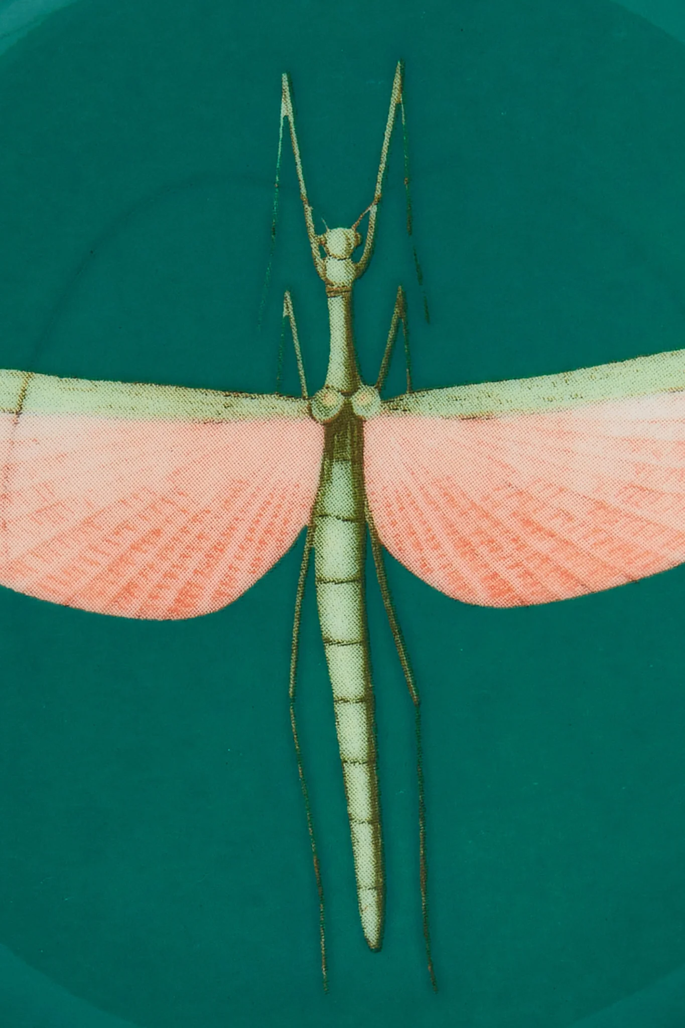 Libellula Mini Plate - Image 3